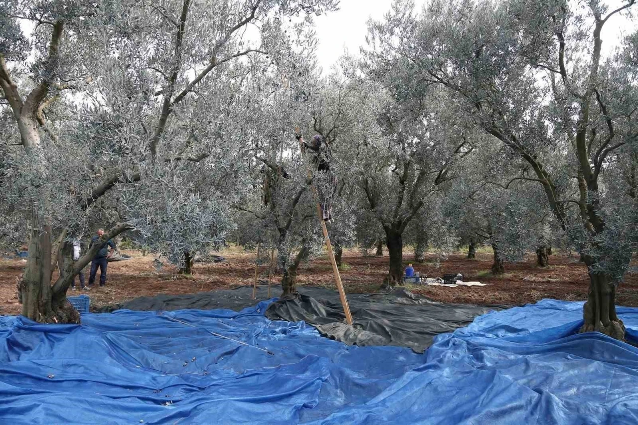 Zeytin bol piyasalar beklemede...
