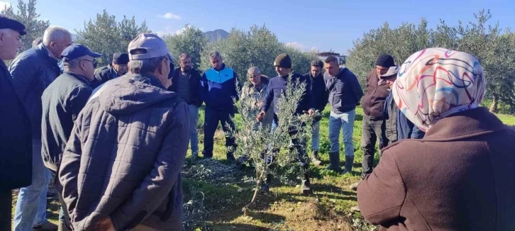 Zeytin budamayı uygulamalı öğrendiler
