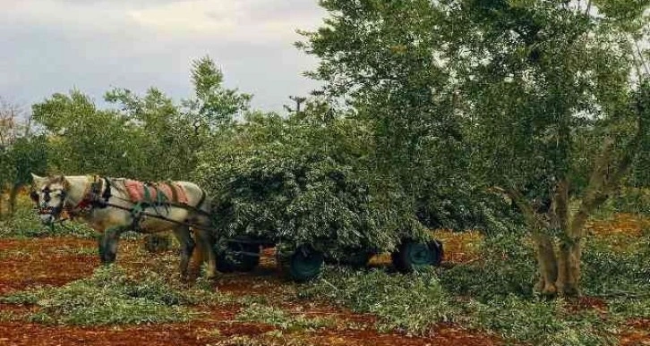 Zeytin dalları fırınlar ile sobalarda yakalıyor