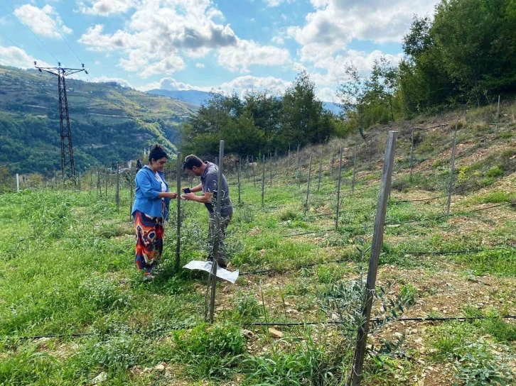 Zeytin fidan tırtılı uyarısı
