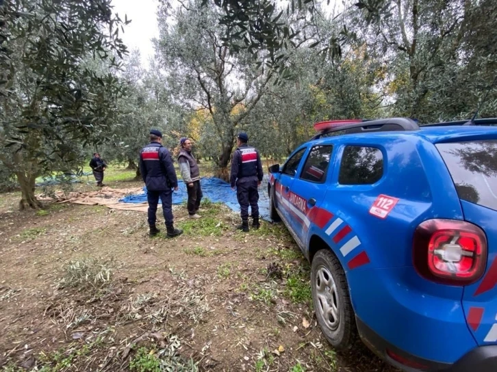 Zeytin hırsızlarına karşı jandarma tedbir aldı
