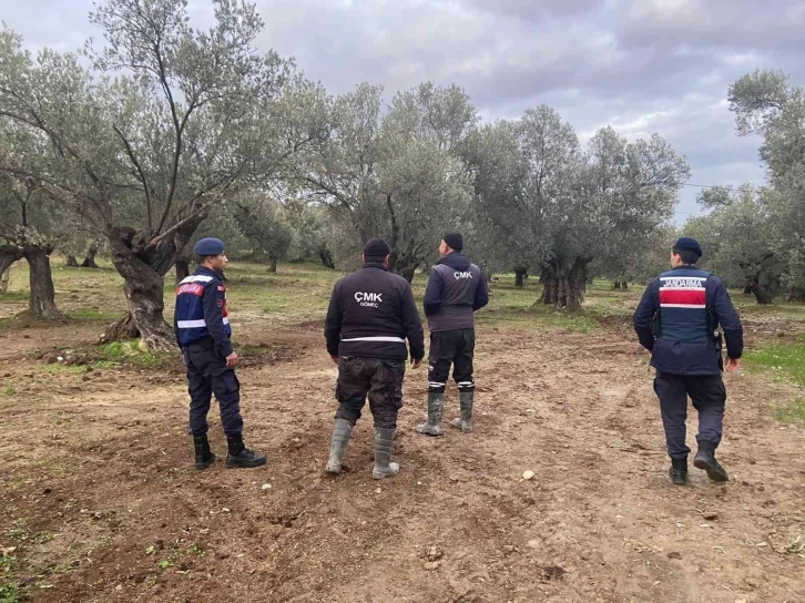 Zeytin hırsızlıklarına karşı önlemler devam ediyor
