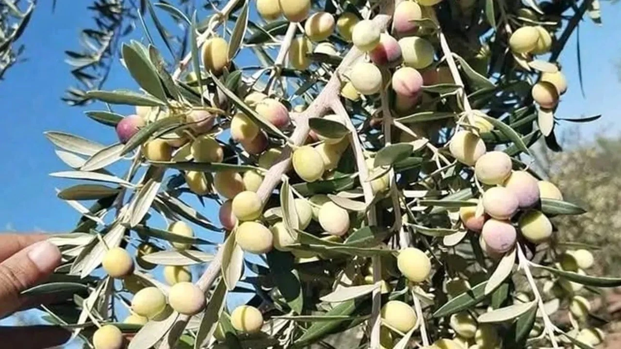 Zeytin üreticisi destek bekliyor
