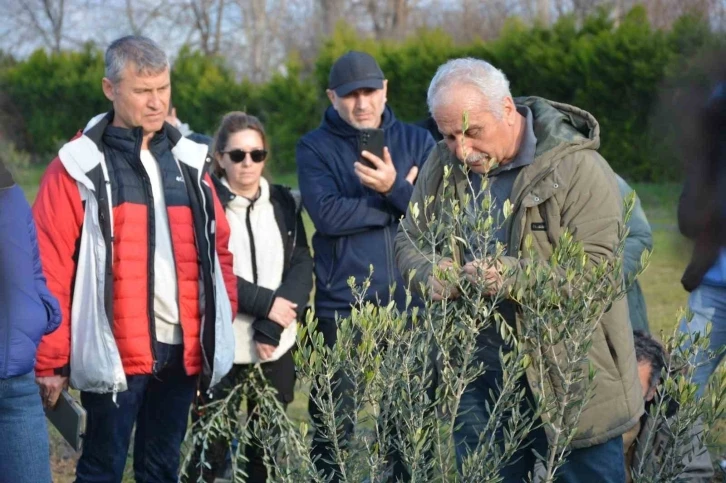 Zeytin yetiştiriciliği kursuna büyük ilgi
