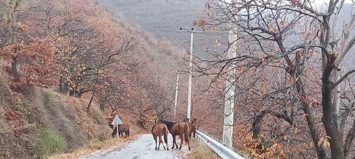 Zeytinde ‘yok yılı’ yük hayvanlarına yaradı
