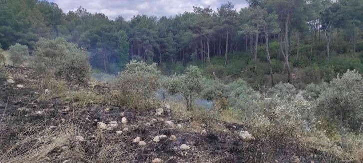 Zeytinlik alanda çıkan yangın ormana sıçramadan söndürüldü
