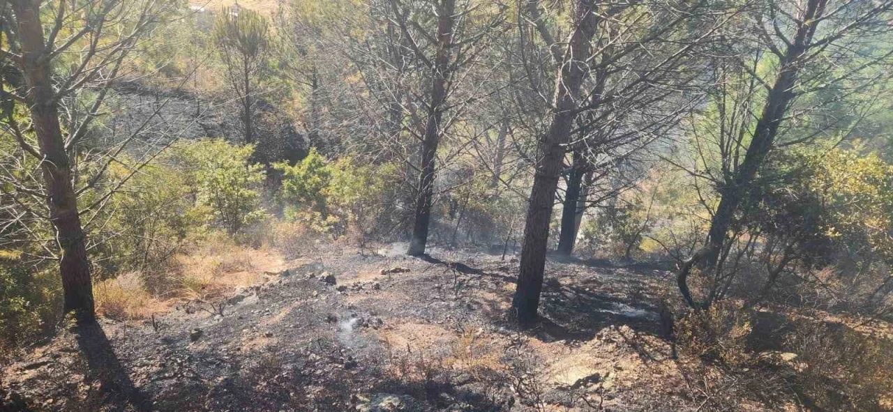 Zeytinlik alanda çıkan yangına havadan ve karadan müdahale edildi
