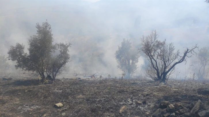 Zeytinlikteki yangın korkuttu
