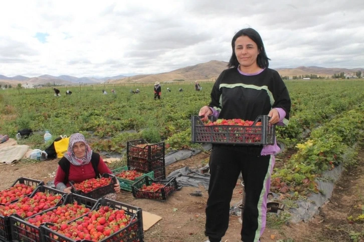 Ziraat mühendisiyken öğrendiği tekniklerle Bayburt’ta çilek yetiştiricisi oldu siparişlere yetişemiyor
