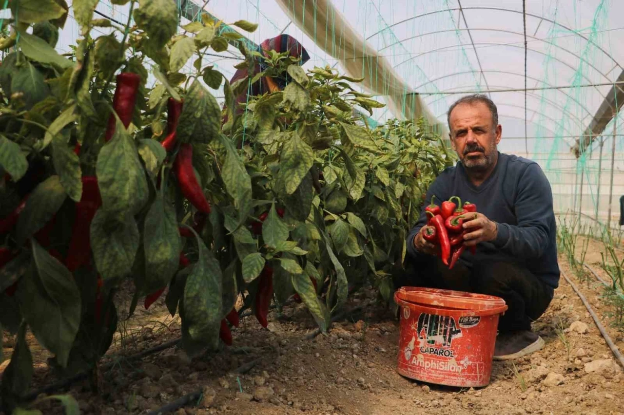 Zirai don sonrası turfanda hasat edilen kapya biber serada 80 TL’den alıcı buluyor
