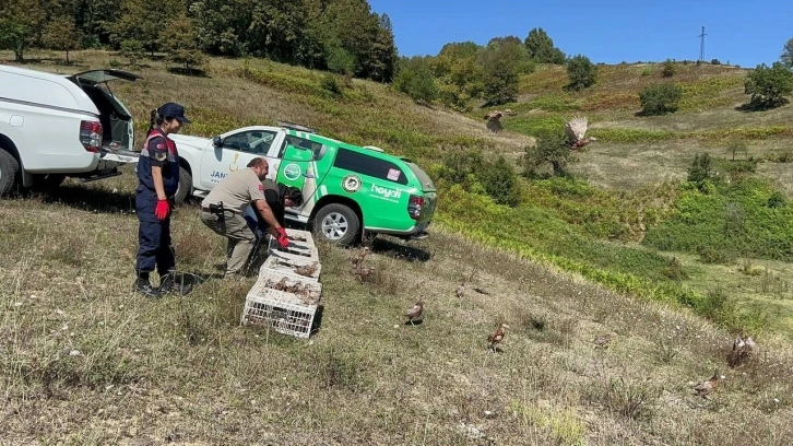 Zonguldak’ta 125 sülün doğaya salındı
