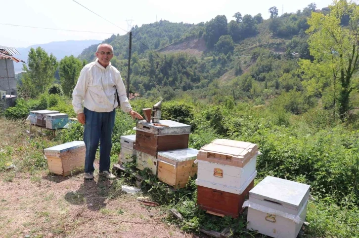 Zonguldak’ta bal üretimi 300 tondan 30 tona düştü
