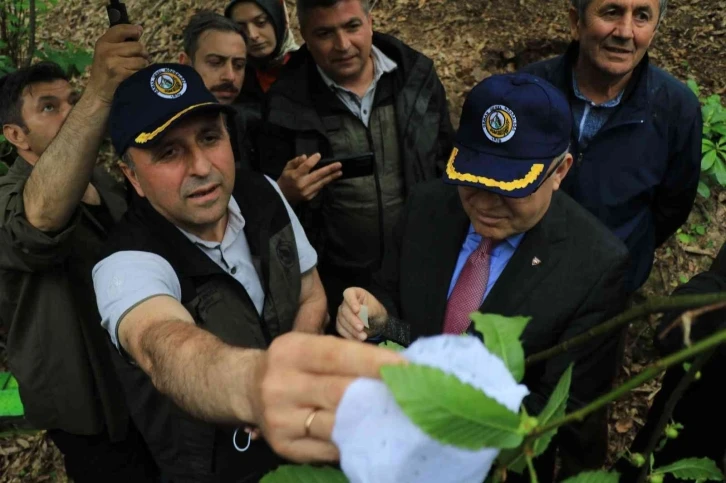 Zonguldak’ta gal arısına karşı bin 20 terminatör böcek doğaya salındı
