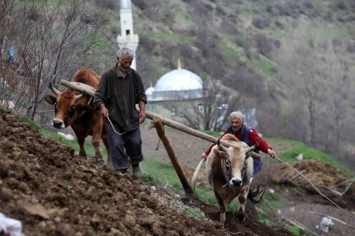 Zorlu şartlara rağmen karasaban ile üretime devam ediyorlar
