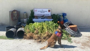 1 kilo 122 gram esrar ile 507 kök kenevir ele geçirildi
