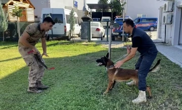 13 aylık bir sokak köpeği jandarmanın hassas burunlarından olacak
