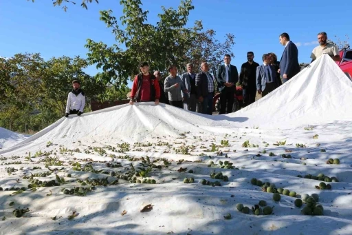 1400 dekar arazide 35 bin ceviz ağacı dikti
