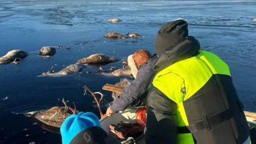 190 geyik göle düşerek feci şekilde boğuldu