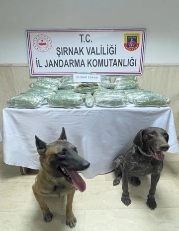 28 kilo 542 gram kubar esrar ’Yüzey’ ve ’Siklet’in burnundan kaçmadı
