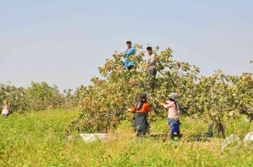 3 bin işçi ile fıstık hasadı
