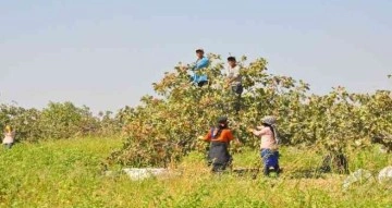 3 bin işçi ile fıstık hasadı