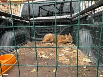 4 Ekim Dünya Hayvanları Koruma Gününde Artvin’de çakal ve baykuş doğaya bırakıldı
