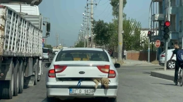 40 derece sıcakta köpeği bagajda taşıdı
