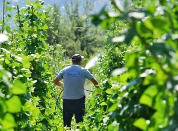 5 bin metrekarelik alana ekimi yapılan Çandır fasulyesinde hasat için gün sayılıyor
