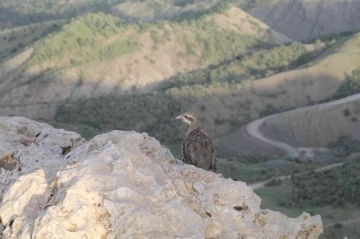 500 kınalı keklik Namaz Dağı’nda özgürlüğe kanat çırptı
