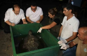 60 yaşındaki deniz kaplumbağaları tedavi sonrası tekrar denizle buluştu
