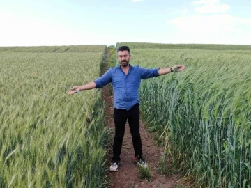 7 bin yıllık buğday Diyarbakır’da boy gösterdi, çiftçiler ’Buğday sorunu kalmayacak’ dedi
