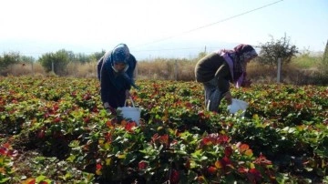 7 kadın kurdu, şimdi siparişlere yetişemiyorlar