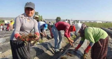 70 milyon çilek fidesi toprakla buluşuyor