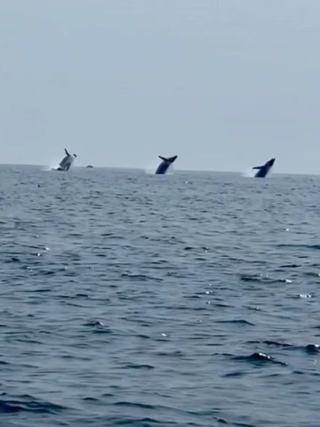 ABD’de balinaların dansı mest etti
