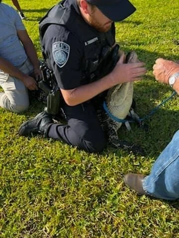 ABD’de polis timsahı elleriyle nehre götürdü
