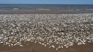 ABD'de ürküten manzara: Binlerce ölü balık kıyıya vurdu