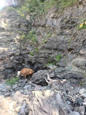 Aç kalan ayının kovaladığı büyükbaş hayvanlar uçuruma yuvarlandı
