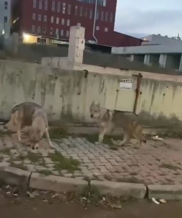 Aç kalan kurtlar İstanbul’da şehir merkezine indi
