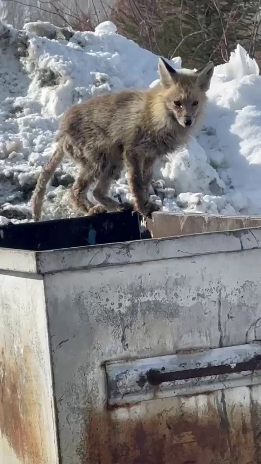 Aç kalan tilki çöp konteynerinde yiyecek aradı
