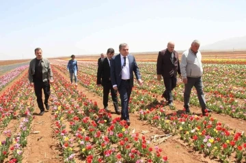 Açan laleler tarlayı renk cümbüşüne çevirdi
