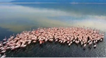 Acıgöl’de flamingolar böyle görüntülendi
