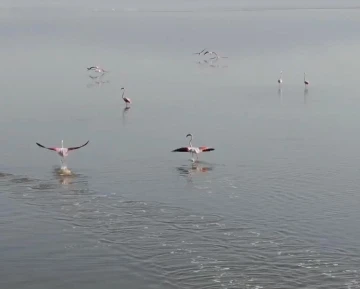 Acıgöl’ün sahipleri böyle görüntülendi
