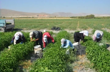 Adabağ’da üretilen organik ürünler tarladan direkt halka ulaşıyor
