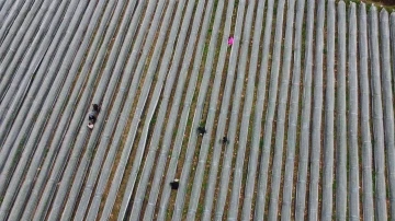 Adana’da kış ayında çilek hasadı: Kilosu 80 TL, bahçeye müşteriler kendileri toplamaya geliyor
