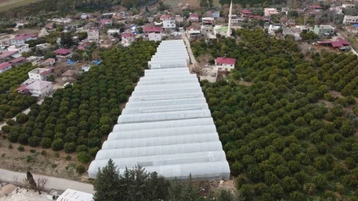 Adana’da mahallede 400 metrekareyle başlayan seracılık 30 dönüme ulaştı
