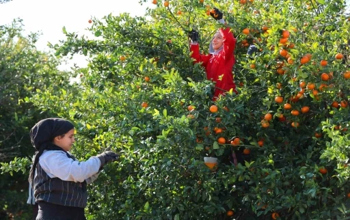 Adana’da mandalina hasadı sürüyor: ’Dalında fiyat 17-18 lira’
