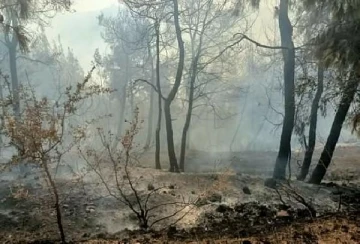 Adana'nın 2 ilçesinde orman yangını (2)