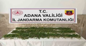 Adana’da 3 bin 250 kök Hint keneviri ele geçirildi