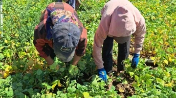 Adilcevaz’da kuru fasulye sökümü başladı
