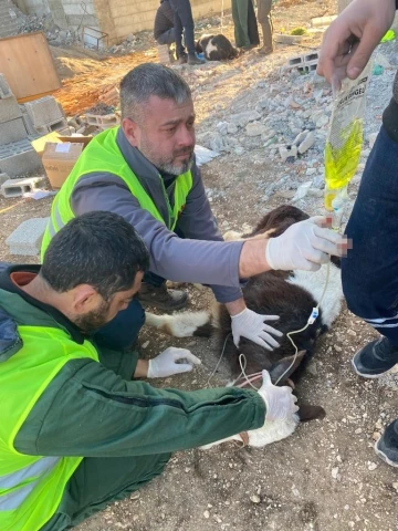 Adıyaman’da enkaz altında kalan 2 buzağı, 13’üncü günde sağ olarak çıkarıldı
